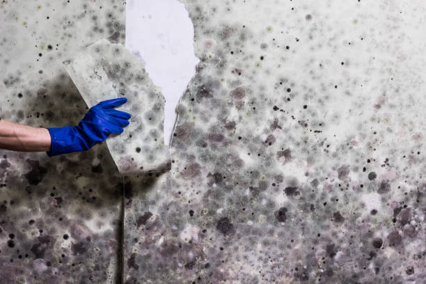 Trusted Lincoln University, PA Mold Remediation Experts